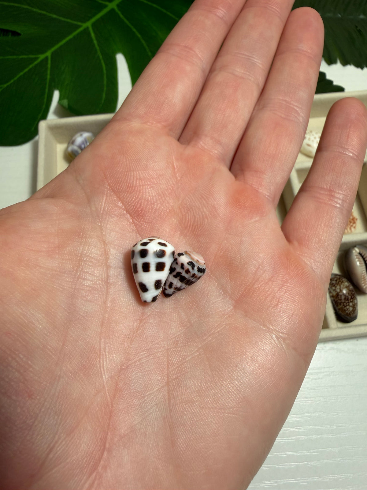 Seashell Treasure Tray | One-of-a-Kind Shell Collection