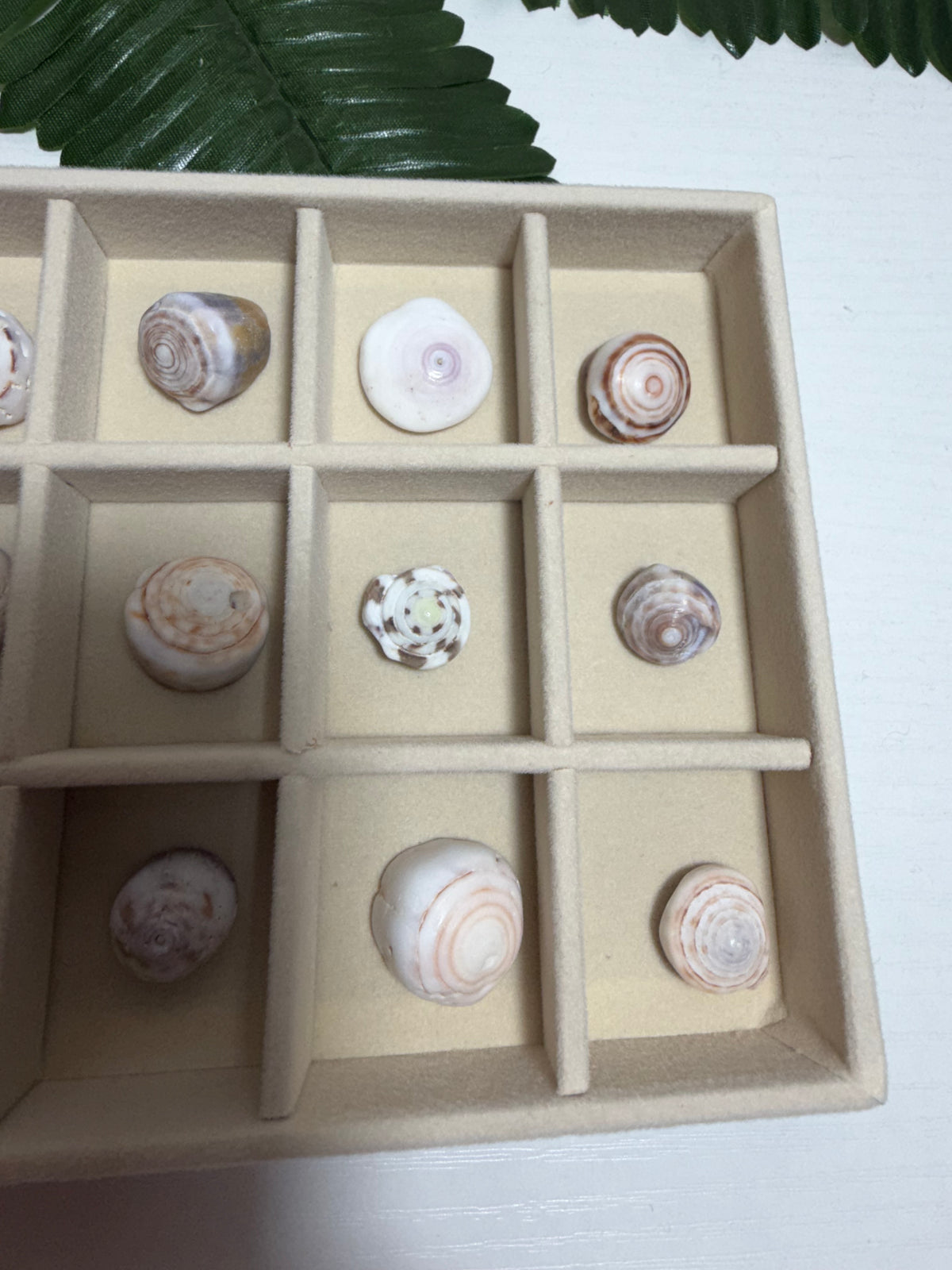 Hawaiian Puka Shell Treasure Tray | One-of-a-Kind Collection