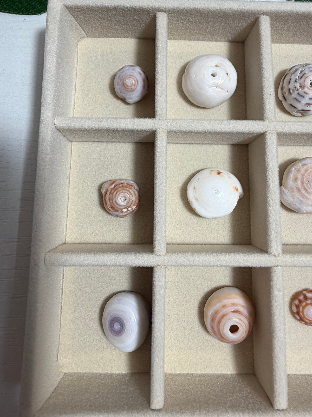Hawaiian Puka Shell Treasure Tray | One-of-a-Kind Collection