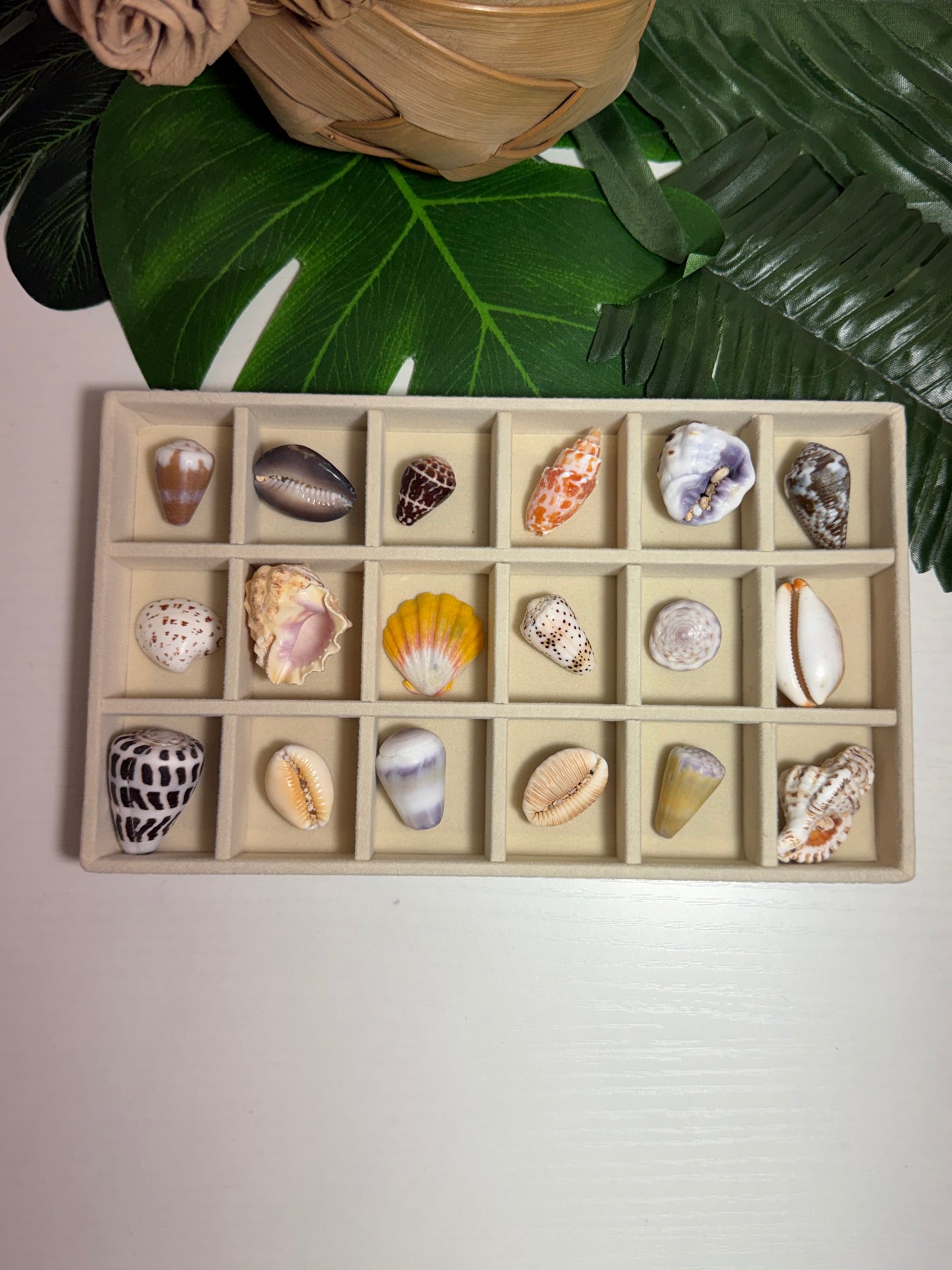Hawaiian Seashell Treasure Tray — 18-Piece Collector's Collection