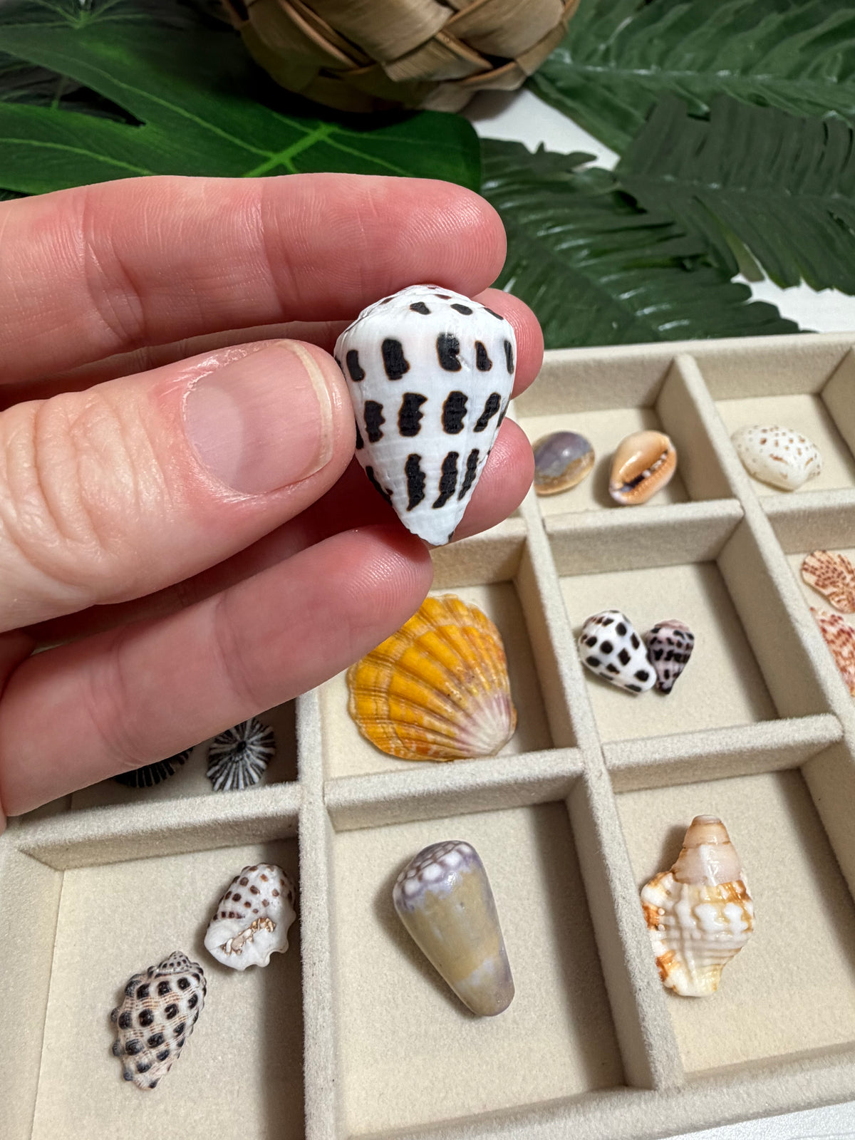 Seashell Treasure Tray | One-of-a-Kind Shell Collection