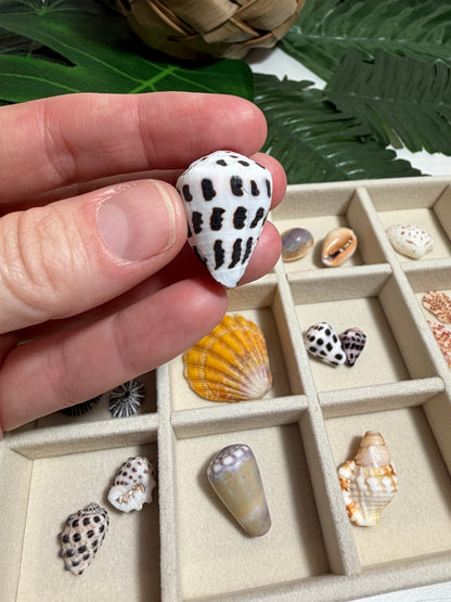 Seashell Treasure Tray | One-of-a-Kind Shell Collection