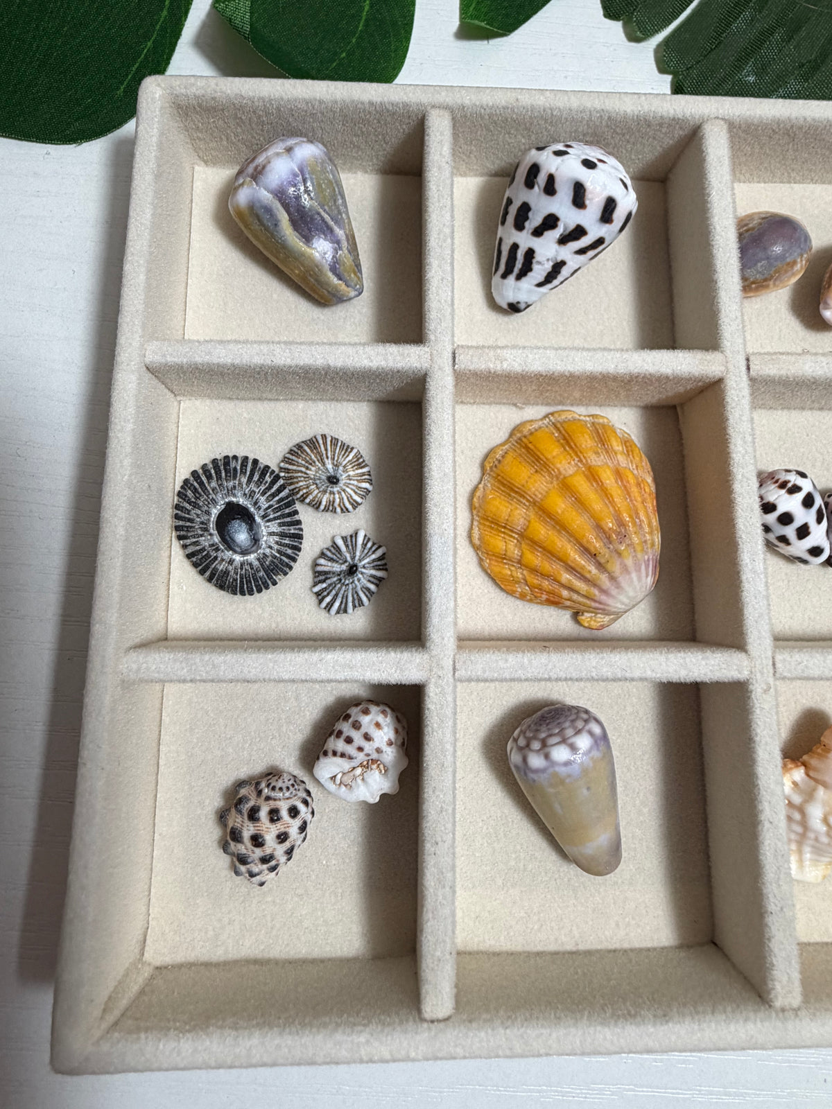Seashell Treasure Tray | One-of-a-Kind Shell Collection