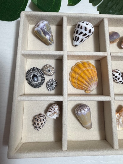 Seashell Treasure Tray | One-of-a-Kind Shell Collection