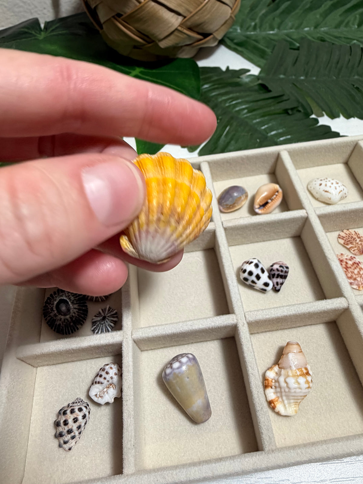 Seashell Treasure Tray | One-of-a-Kind Shell Collection