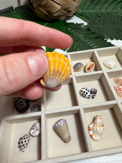 Seashell Treasure Tray | One-of-a-Kind Shell Collection