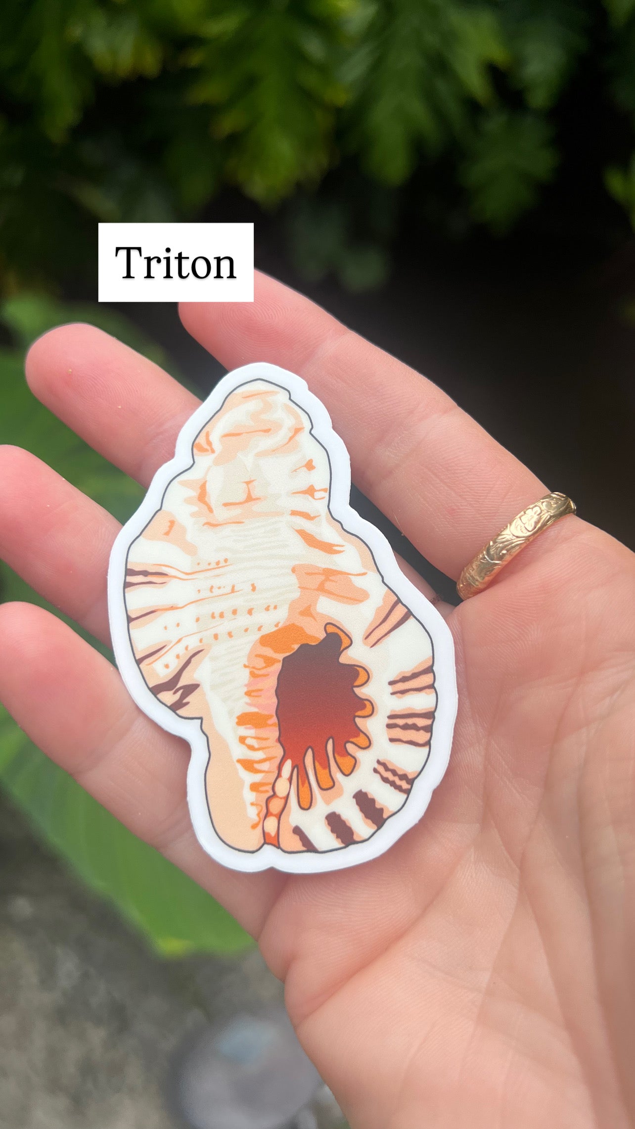 Seashell Stickers