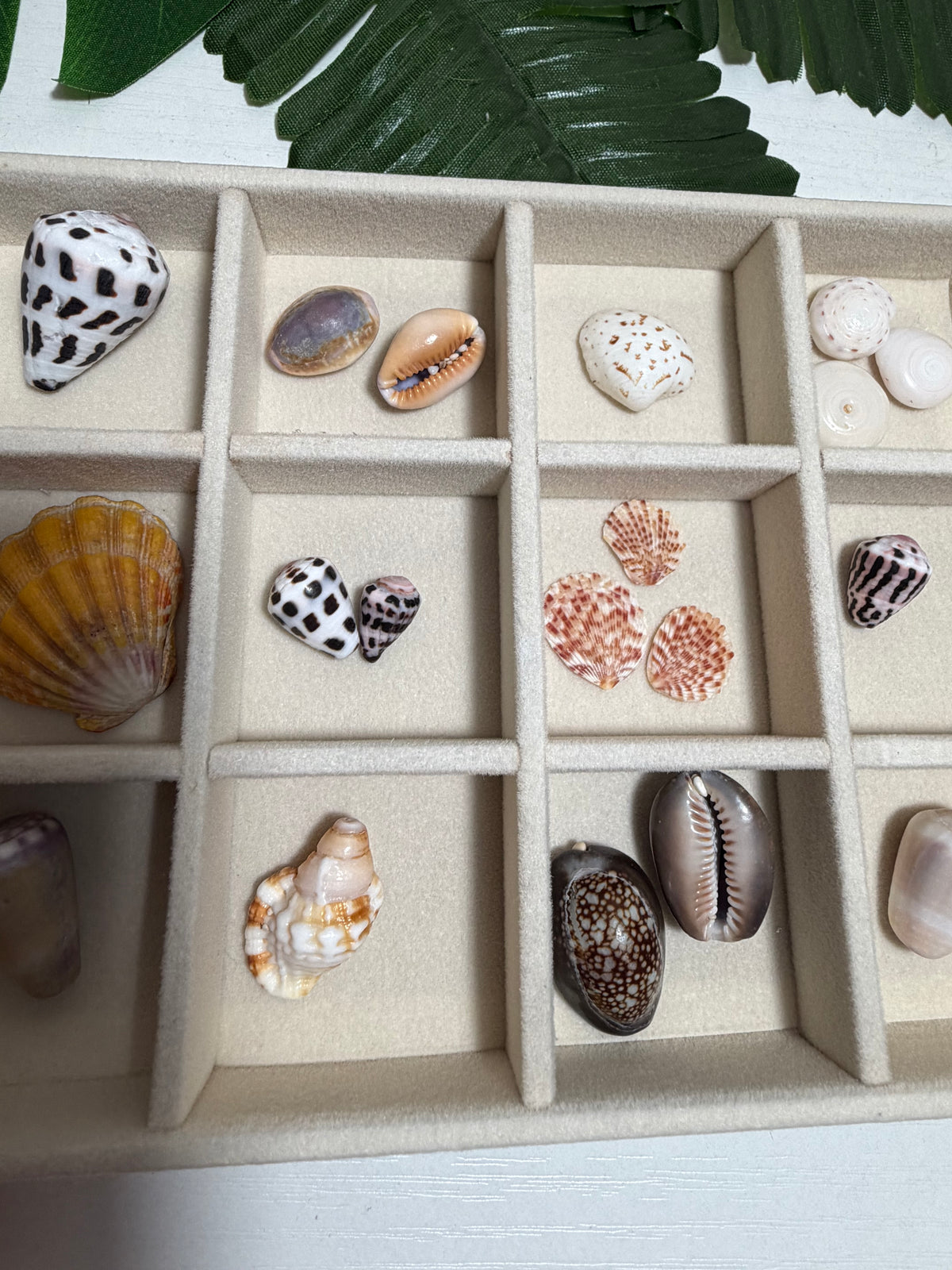 Seashell Treasure Tray | One-of-a-Kind Shell Collection