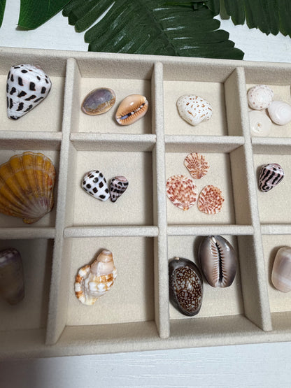 Seashell Treasure Tray | One-of-a-Kind Shell Collection