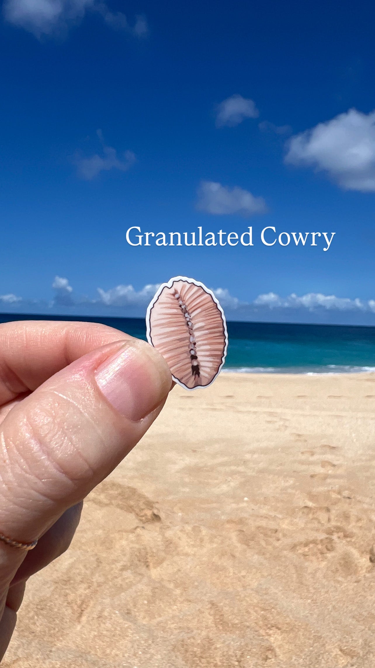 Mini Seashell Stickers