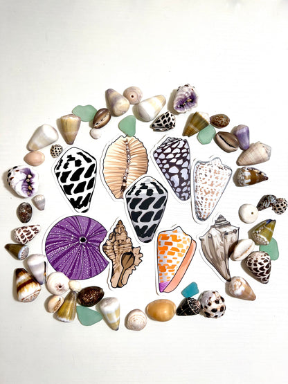 Seashell Stickers