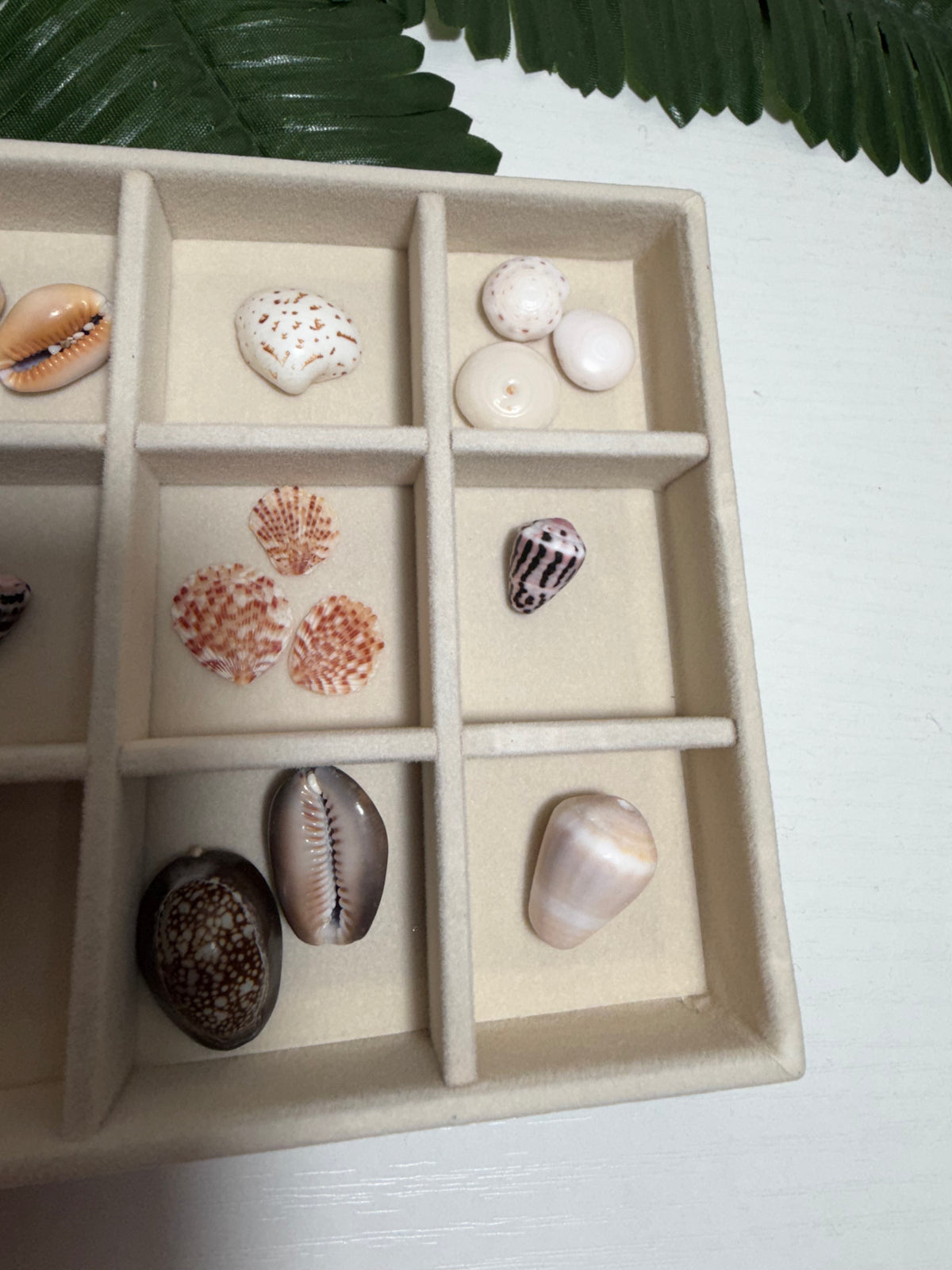 Seashell Treasure Tray | One-of-a-Kind Shell Collection