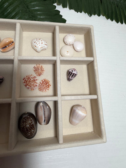Seashell Treasure Tray | One-of-a-Kind Shell Collection
