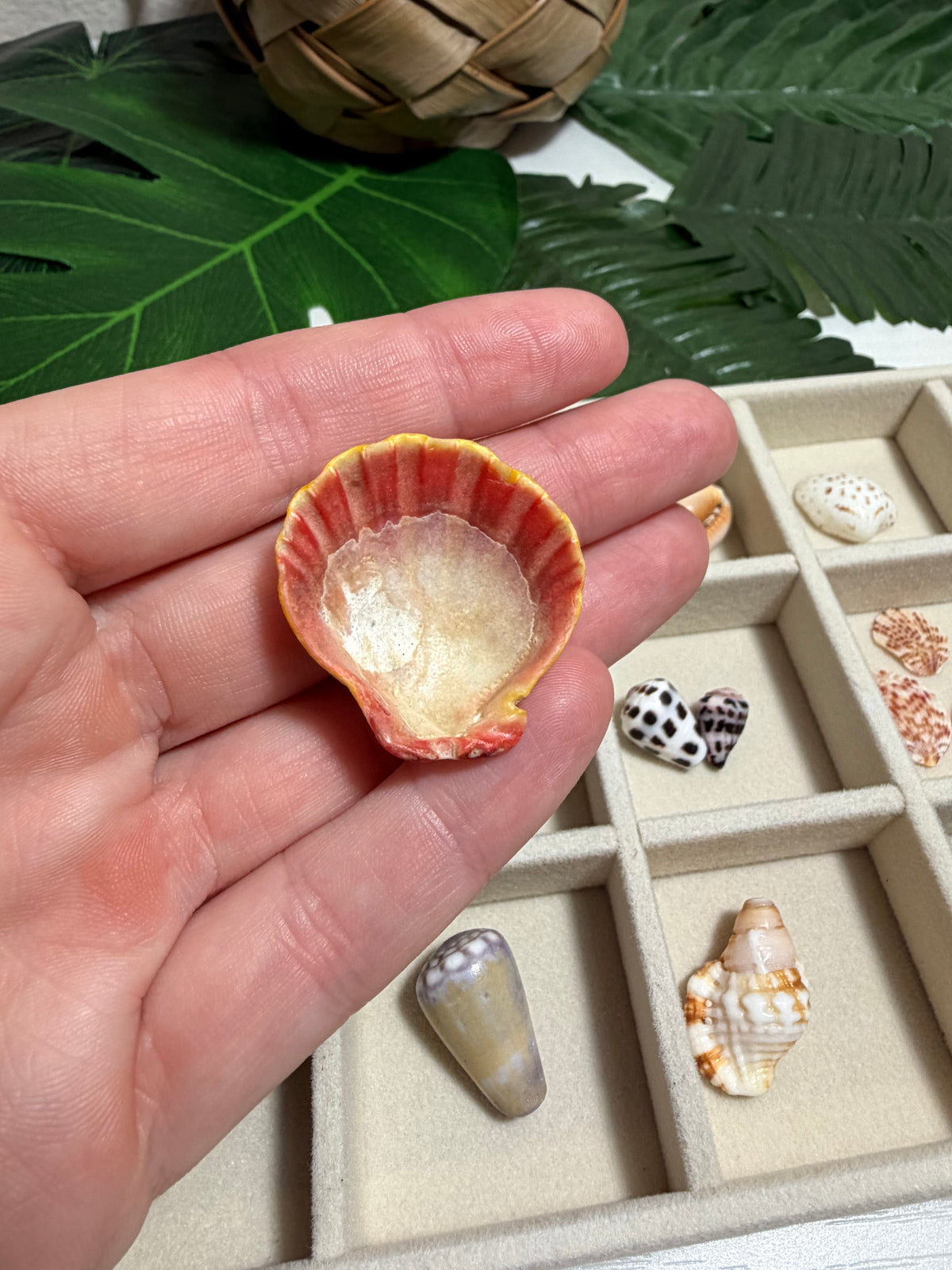 Seashell Treasure Tray | One-of-a-Kind Shell Collection