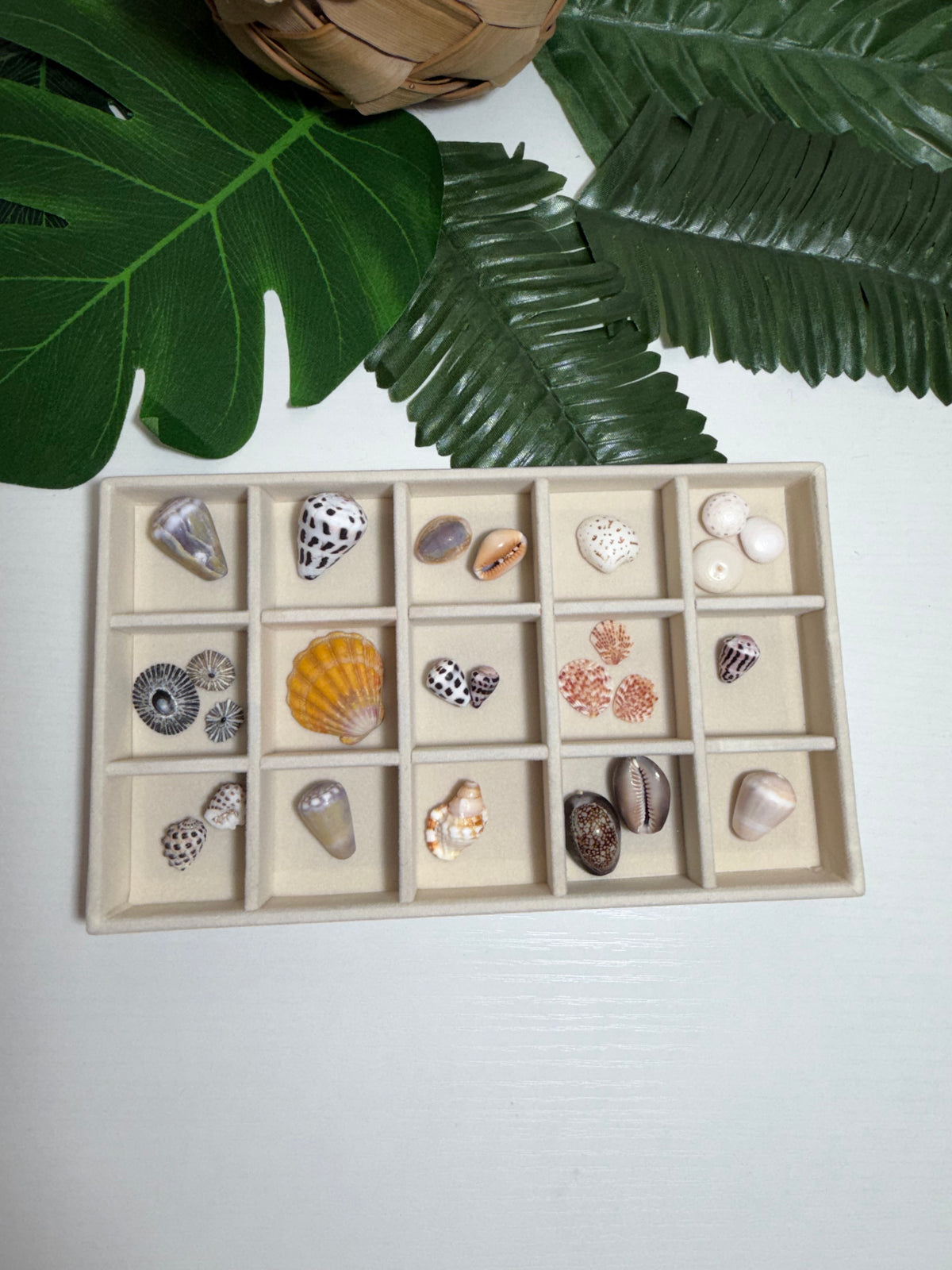 Seashell Treasure Tray | One-of-a-Kind Shell Collection