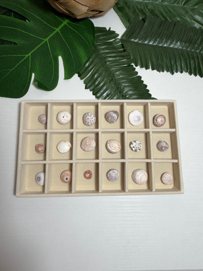Hawaiian Puka Shell Treasure Tray | One-of-a-Kind Collection