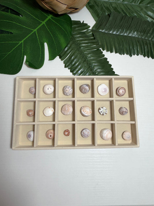 Hawaiian Puka Shell Treasure Tray | One-of-a-Kind Collection