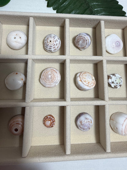 Hawaiian Puka Shell Treasure Tray | One-of-a-Kind Collection