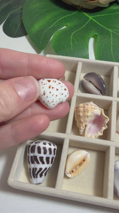 Hawaiian Seashell Treasure Tray — 18-Piece Collector's Collection