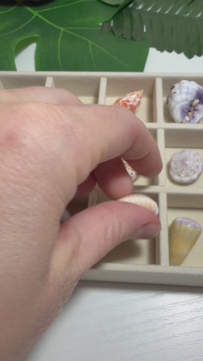 Hawaiian Seashell Treasure Tray — 18-Piece Collector's Collection