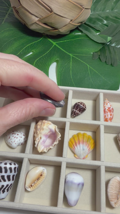 Hawaiian Seashell Treasure Tray — 18-Piece Collector's Collection