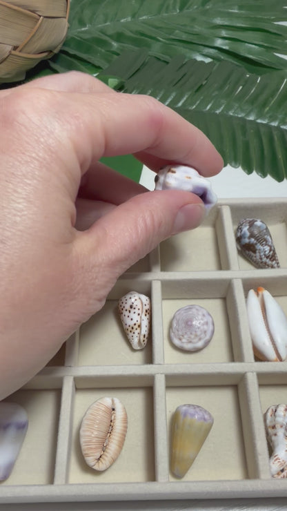 Hawaiian Seashell Treasure Tray — 18-Piece Collector's Collection