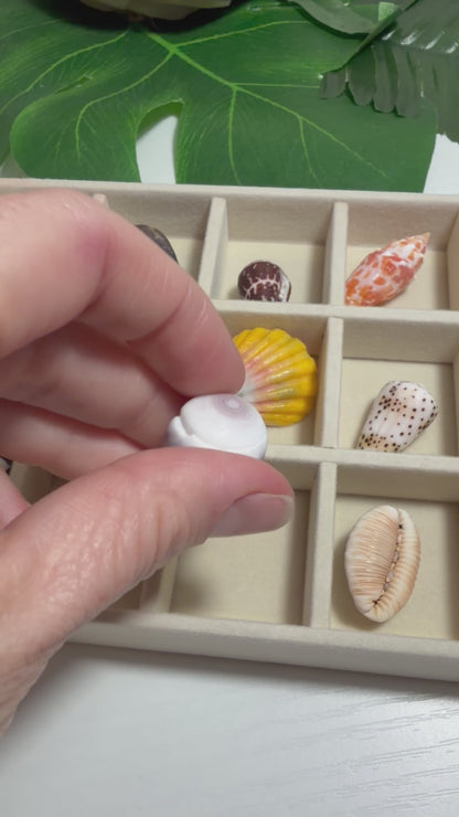 Hawaiian Seashell Treasure Tray — 18-Piece Collector's Collection