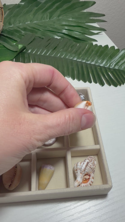 Hawaiian Seashell Treasure Tray — 18-Piece Collector's Collection