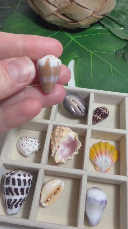 Hawaiian Seashell Treasure Tray — 18-Piece Collector's Collection