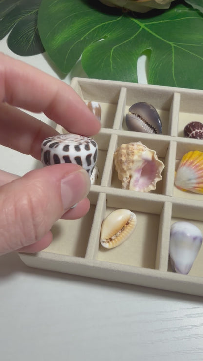 Hawaiian Seashell Treasure Tray — 18-Piece Collector's Collection