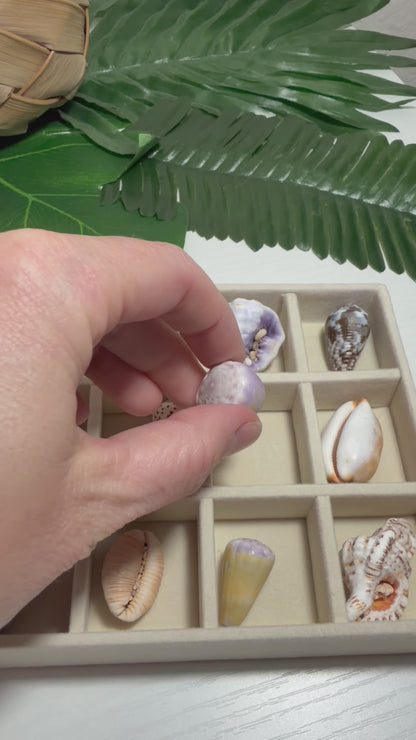 Hawaiian Seashell Treasure Tray — 18-Piece Collector's Collection