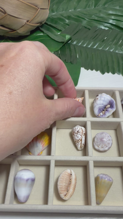 Hawaiian Seashell Treasure Tray — 18-Piece Collector's Collection