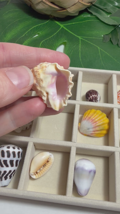 Hawaiian Seashell Treasure Tray — 18-Piece Collector's Collection