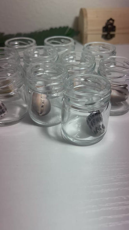 Seashell Candles