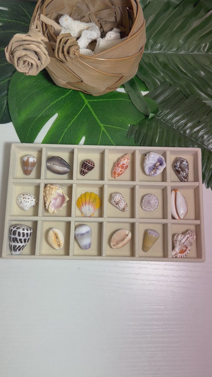 Hawaiian Seashell Treasure Tray — 18-Piece Collector's Collection