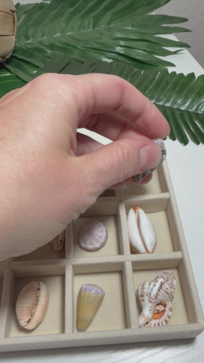 Hawaiian Seashell Treasure Tray — 18-Piece Collector's Collection
