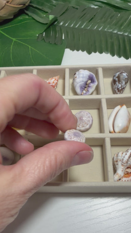 Hawaiian Seashell Treasure Tray — 18-Piece Collector's Collection