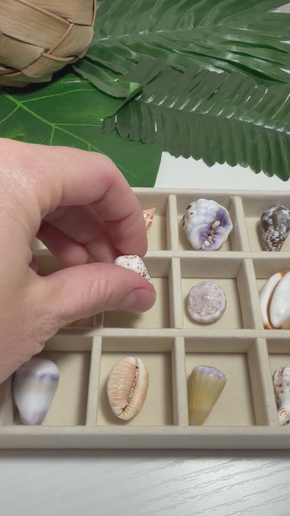 Hawaiian Seashell Treasure Tray — 18-Piece Collector's Collection