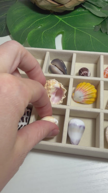 Hawaiian Seashell Treasure Tray — 18-Piece Collector's Collection