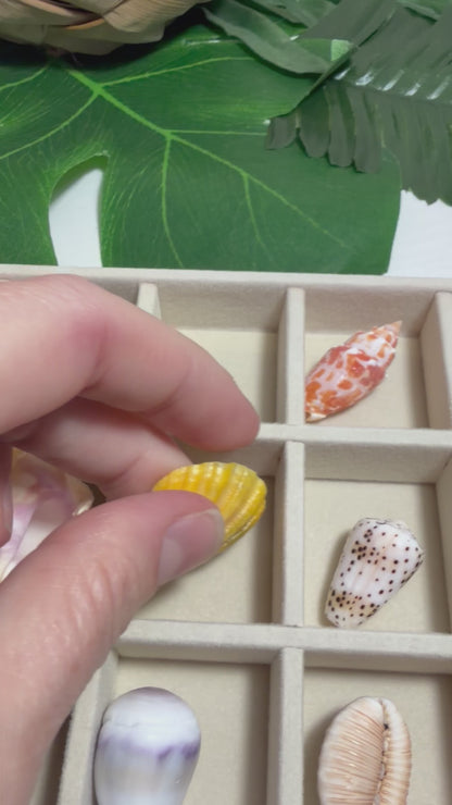 Hawaiian Seashell Treasure Tray — 18-Piece Collector's Collection