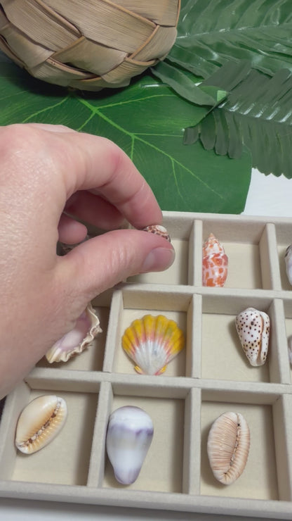 Hawaiian Seashell Treasure Tray — 18-Piece Collector's Collection