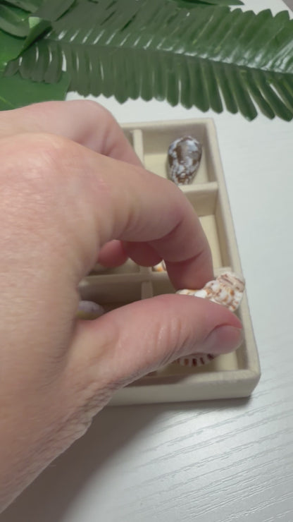 Hawaiian Seashell Treasure Tray — 18-Piece Collector's Collection